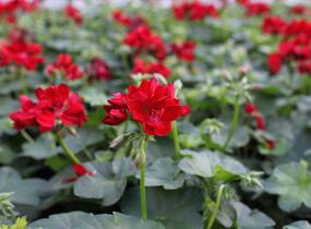 Muškát, pelargonie převislá plnokvětá 'Atlantic Red' - Pelargonium peltatum 'Atlantic Red'