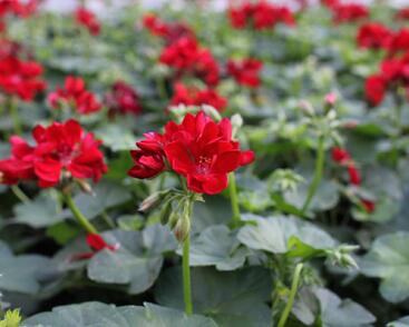 Muškát, pelargonie převislá plnokvětá 'Atlantic Red'