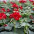 muskat-pelargonie-previsla-jednoducha-atlantic-red.jpg