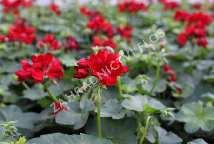 Muškát, pelargonie převislá plnokvětá 'Atlantic Red' - Pelargonium peltatum 'Atlantic Red'