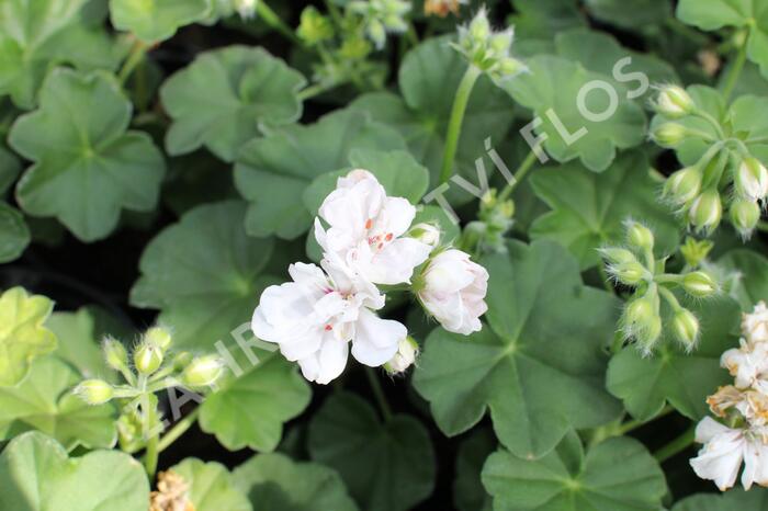 Muškát, pelargonie převislá plnokvětá 'Atlantic White' - Pelargonium peltatum 'Atlantic White'