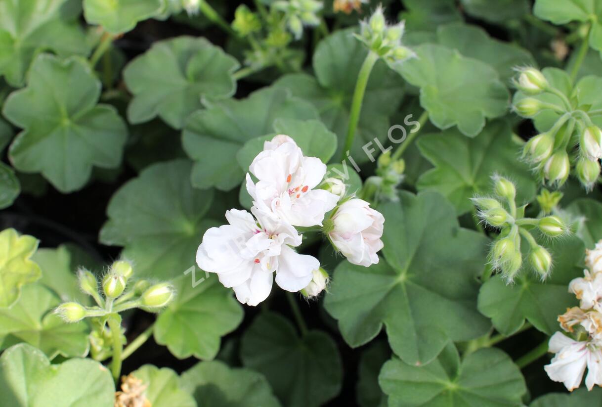 Muškát, pelargonie převislá plnokvětá 'Atlantic White' - Pelargonium peltatum 'Atlantic White'