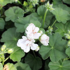 Muškát, pelargonie převislá plnokvětá 'Atlantic White' - Pelargonium peltatum 'Atlantic White'