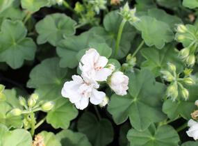 Muškát, pelargonie převislá plnokvětá 'Atlantic White' - Pelargonium peltatum 'Atlantic White'
