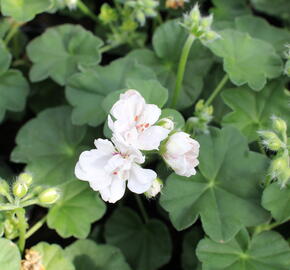 Muškát, pelargonie převislá jednoduchá 'Atlantic White' - Pelargonium peltatum 'Atlantic White'