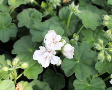 Muškát, pelargonie převislá plnokvětá 'Atlantic White'