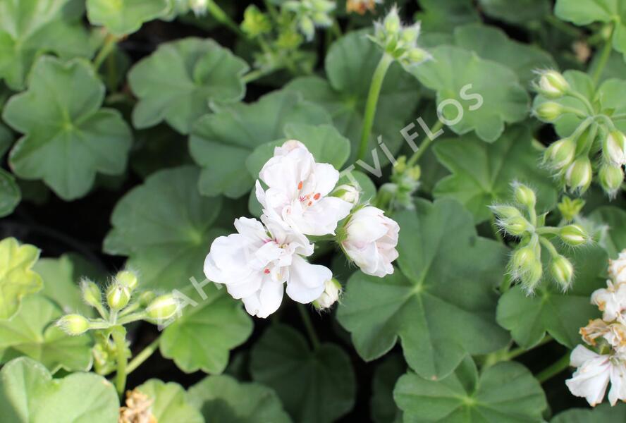 Muškát, pelargonie převislá plnokvětá 'Atlantic White' - Pelargonium peltatum 'Atlantic White'