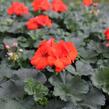 Muškát, pelargonie páskatá 'Savannah Oh So Orange' - Pelargonium zonale 'Savannah Oh So Orange'