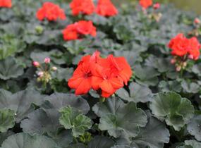 Muškát, pelargonie páskatá 'Savannah Oh So Orange' - Pelargonium zonale 'Savannah Oh So Orange'