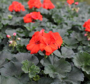 Muškát, pelargonie páskatá 'Savannah Oh So Orange' - Pelargonium zonale 'Savannah Oh So Orange'