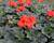 Muškát, pelargonie páskatá 'Savannah Oh So Orange'