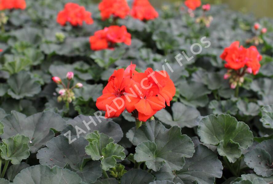 Muškát, pelargonie páskatá 'Savannah Oh So Orange' - Pelargonium zonale 'Savannah Oh So Orange'