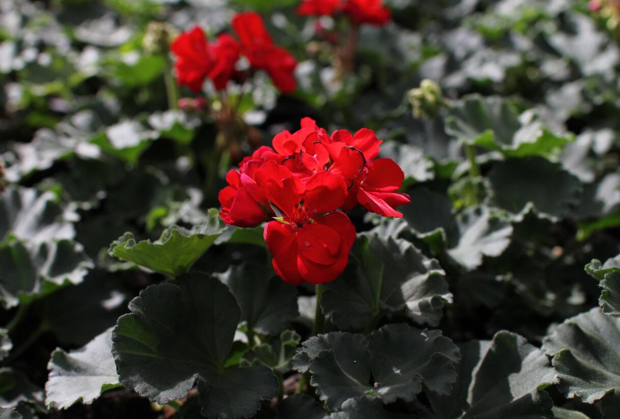 Muškát, pelargonie páskatá 'Savannah Red' - Pelargonium zonale 'Savannah Red'