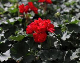 Muškát, pelargonie páskatá 'Savannah Red'