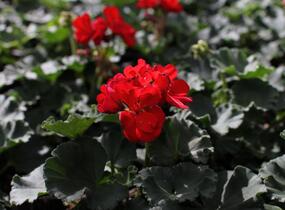 Muškát, pelargonie páskatá 'Savannah Red' - Pelargonium zonale 'Savannah Red'