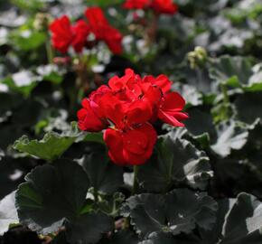 Muškát, pelargonie páskatá 'Savannah Red' - Pelargonium zonale 'Savannah Red'