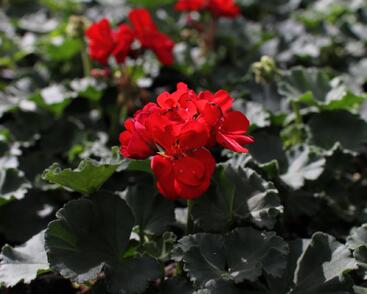 Muškát, pelargonie páskatá 'Savannah Red'
