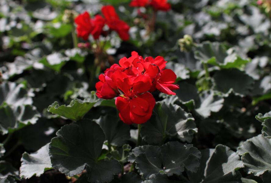 Muškát, pelargonie páskatá 'Savannah Red' - Pelargonium zonale 'Savannah Red'
