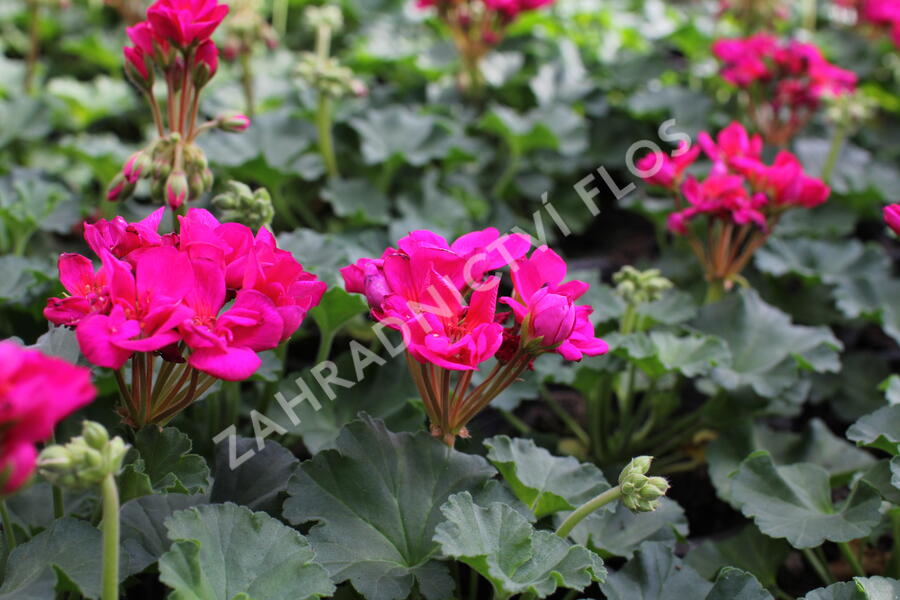 Muškát, pelargonie páskatá 'Savannah Violet' - Pelargonium zonale 'Savannah Violet'