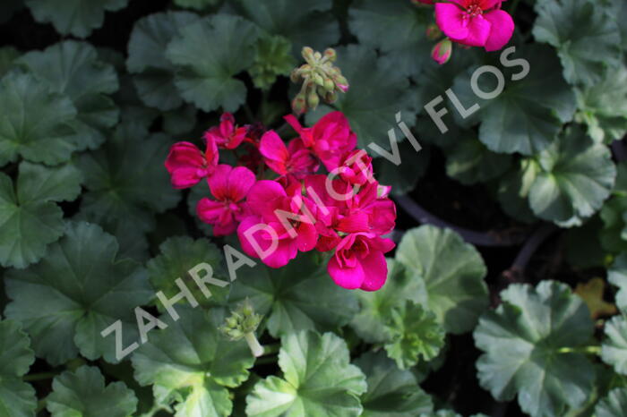 Muškát, pelargonie páskatá 'Savannah Violet' - Pelargonium zonale 'Savannah Violet'