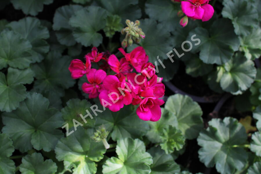 Muškát, pelargonie páskatá 'Savannah Violet' - Pelargonium zonale 'Savannah Violet'