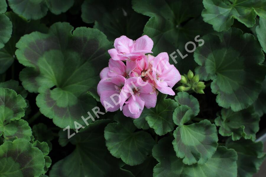 Muškát, pelargonie páskatá 'Green Idols Apple Blossom' - Pelargonium zonale 'Green Idols Apple Blossom'