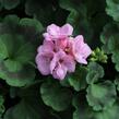 Muškát, pelargonie páskatá 'Green Idols Apple Blossom' - Pelargonium zonale 'Green Idols Apple Blossom'