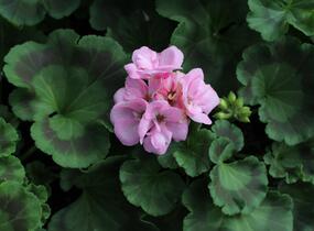 Muškát, pelargonie páskatá 'Green Idols Apple Blossom' - Pelargonium zonale 'Green Idols Apple Blossom'