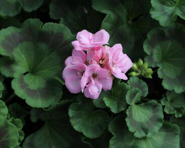 Muškát, pelargonie páskatá 'Green Idols Apple Blossom'