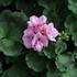 muskat-pelargonie-paskata-green-idols-apple-blossom.jpg