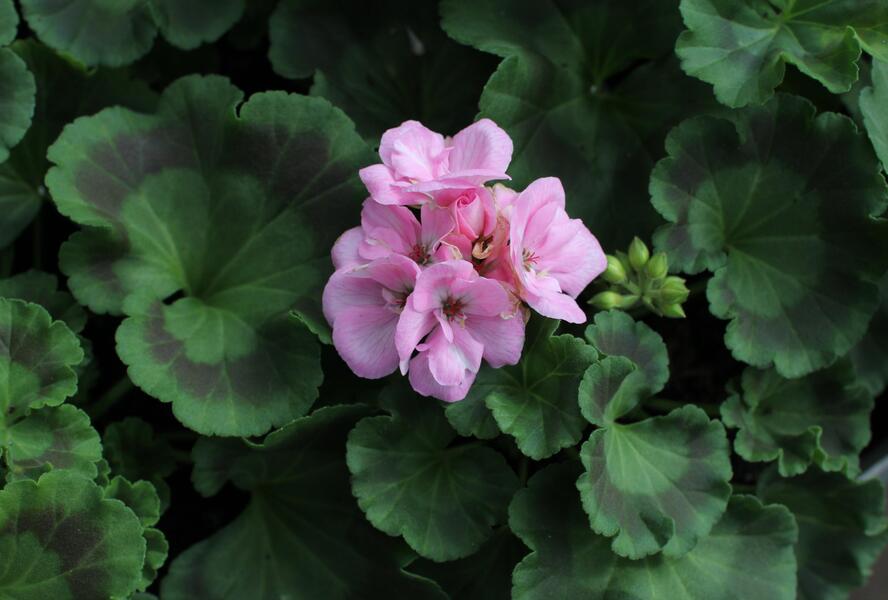 Muškát, pelargonie páskatá 'Green Idols Apple Blossom' - Pelargonium zonale 'Green Idols Apple Blossom'