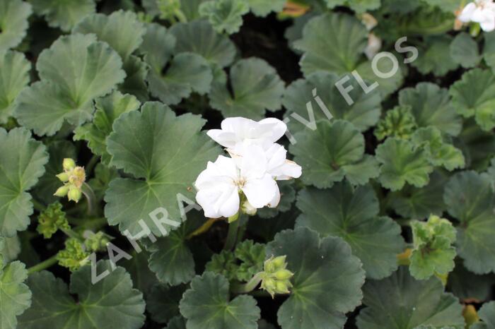 Muškát, pelargonie páskatá 'Savannah White' - Pelargonium zonale 'Savannah White'