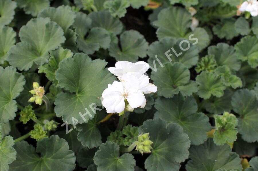 Muškát, pelargonie páskatá 'Savannah White' - Pelargonium zonale 'Savannah White'