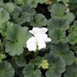 Muškát, pelargonie páskatá 'Savannah White' - Pelargonium zonale 'Savannah White'