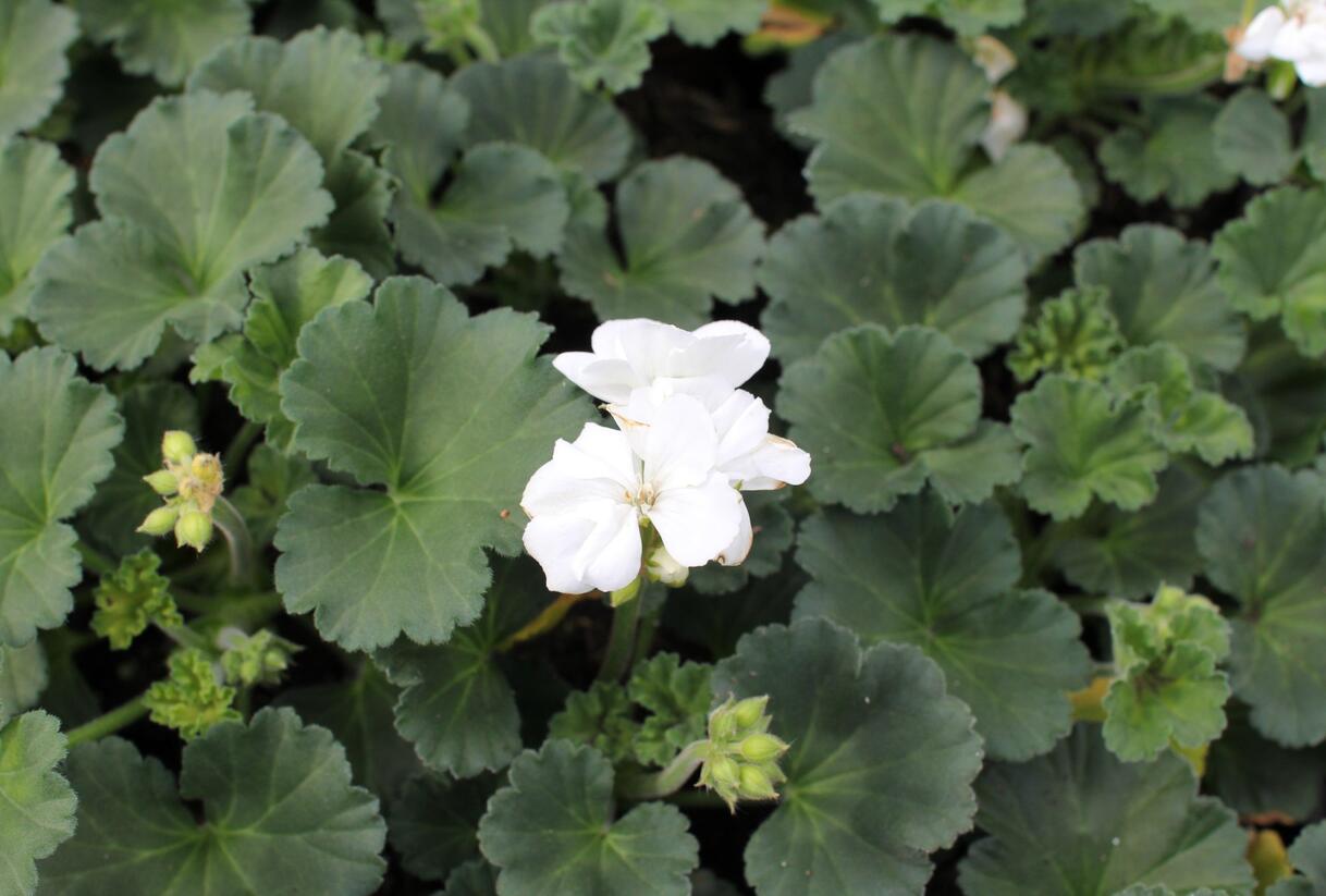 Muškát, pelargonie páskatá 'Savannah White' - Pelargonium zonale 'Savannah White'