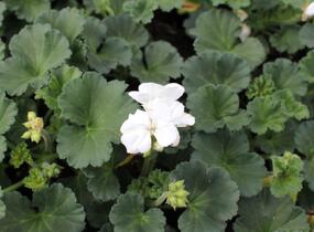 Muškát, pelargonie páskatá 'Savannah White' - Pelargonium zonale 'Savannah White'