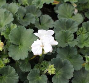 Muškát, pelargonie páskatá 'Savannah White' - Pelargonium zonale 'Savannah White'