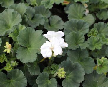 Muškát, pelargonie páskatá 'Savannah White'