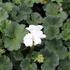 muskat-pelargonie-paskata-savannah-white.jpg