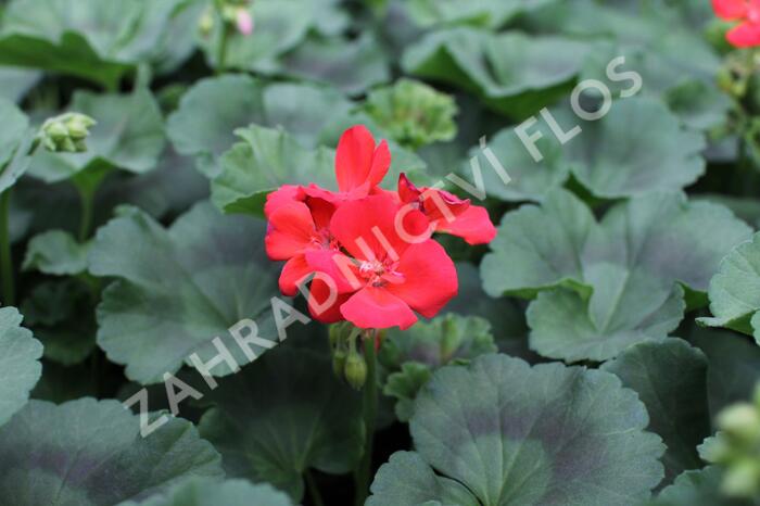 Muškát, pelargonie vzpřímená 'Surviors Idols Orange' - Pelargonium zonale 'Surviors Idols Orange'