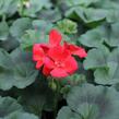 Muškát, pelargonie vzpřímená 'Surviors Idols Orange' - Pelargonium zonale 'Surviors Idols Orange'