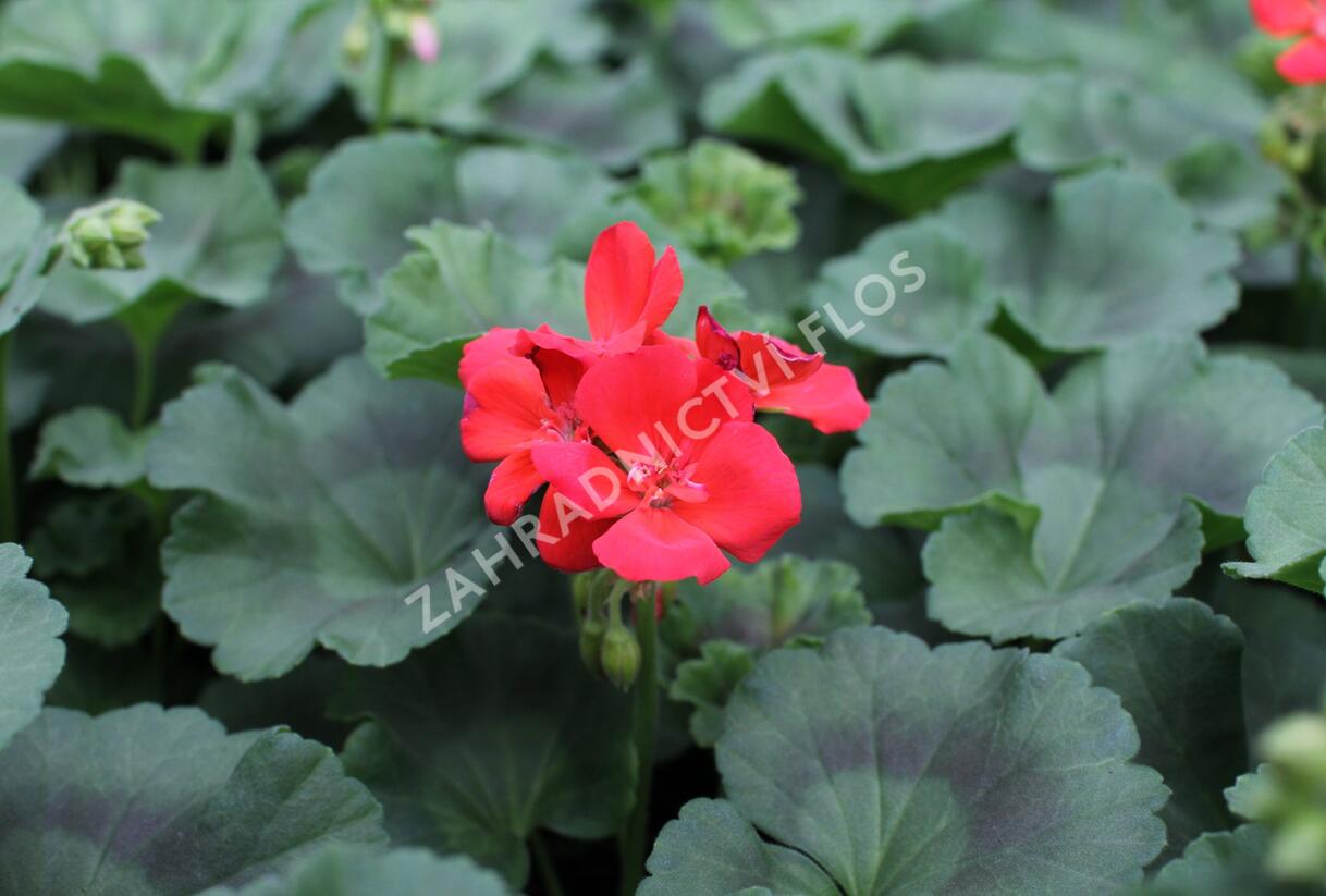 Muškát, pelargonie páskatá 'Surviors Idols Orange' - Pelargonium zonale 'Surviors Idols Orange'