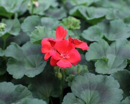 Muškát, pelargonie páskatá 'Surviors Idols Orange'