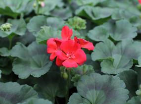 Muškát, pelargonie páskatá 'Surviors Idols Orange' - Pelargonium zonale 'Surviors Idols Orange'
