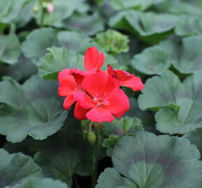 Muškát, pelargonie vzpřímená 'Surviors Idols Orange' - Pelargonium zonale 'Surviors Idols Orange'