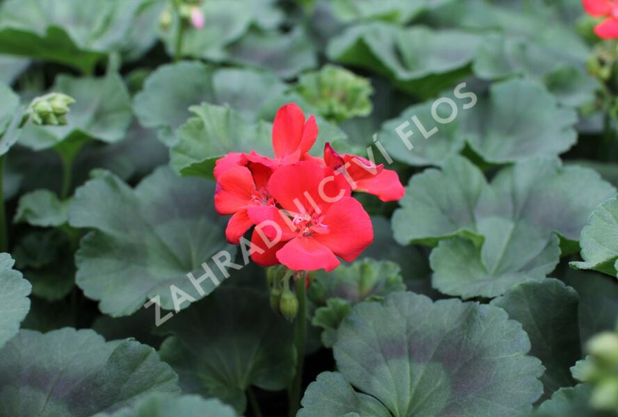 Muškát, pelargonie páskatá 'Surviors Idols Orange' - Pelargonium zonale 'Surviors Idols Orange'
