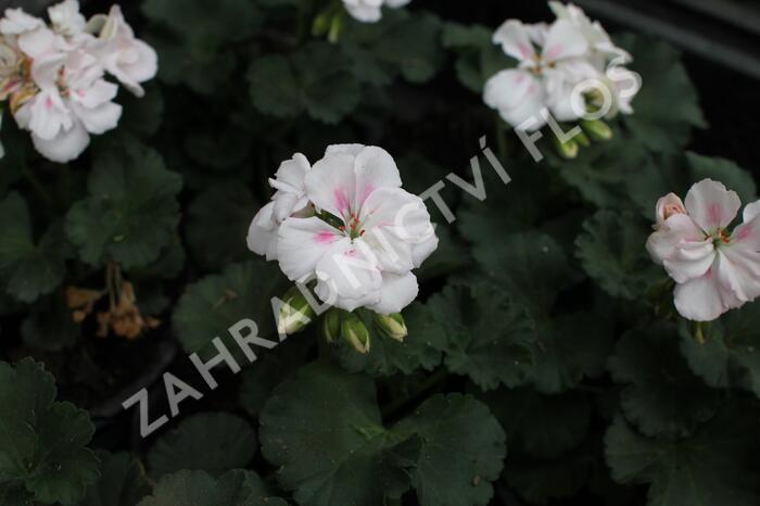 Muškát, pelargonie páskatá 'Savannah White Splash' - Pelargonium zonale 'Savannah White Splash'