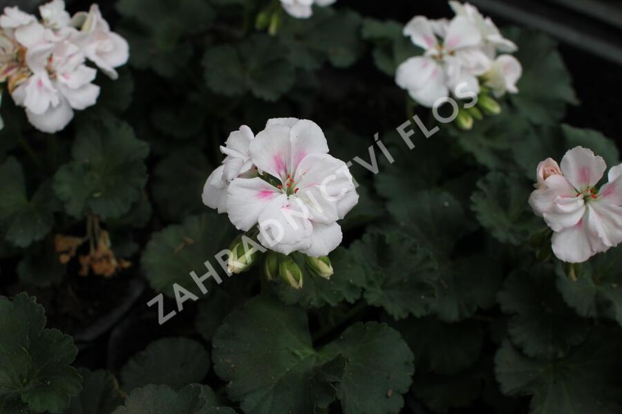 Muškát, pelargonie páskatá 'Savannah White Splash' - Pelargonium zonale 'Savannah White Splash'