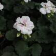 Muškát, pelargonie páskatá 'Savannah White Splash' - Pelargonium zonale 'Savannah White Splash'