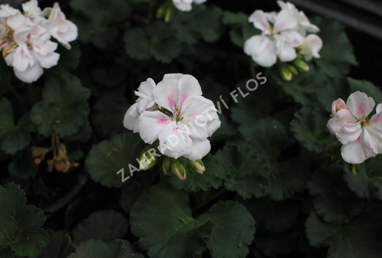 Muškát, pelargonie páskatá 'Savannah White Splash' - Pelargonium zonale 'Savannah White Splash'